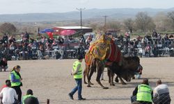 Çanakkale'de geleneksel deve güreşi yapıldı