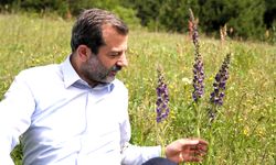Gürsu’nun Gök Sığırkuyruğu çiçeklerini açtı
