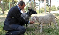 Gürsu’ya butik hayvanat bahçesi