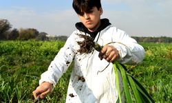 Osmangazi’de pırasa hasadıyla doğallık sofralara taşınıyor