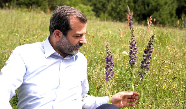Gürsu’nun Gök Sığırkuyruğu çiçeklerini açtı