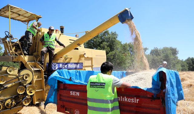Siyez buğdayında hasat bereketi