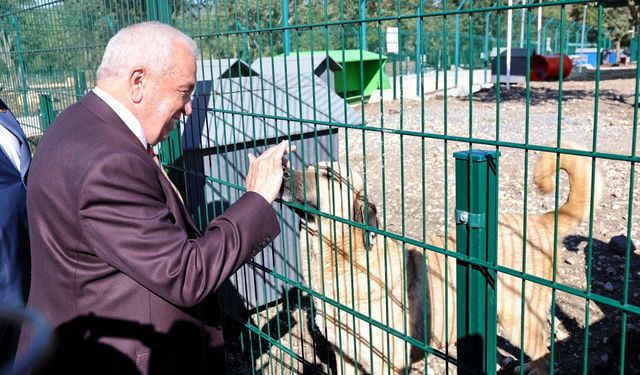 Nilüfer’de sahipsiz hayvanlara “Umut Ağacı”