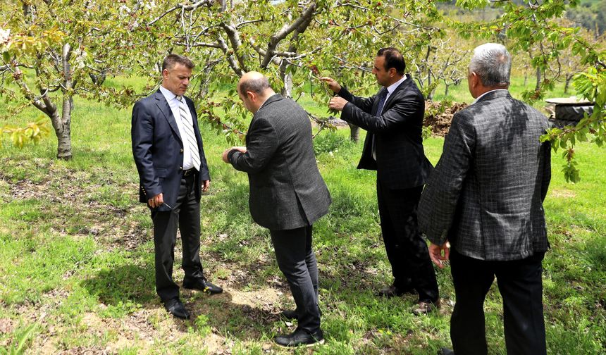 Bursa Büyükşehir’den zirai don mağduru çiftçiye destek