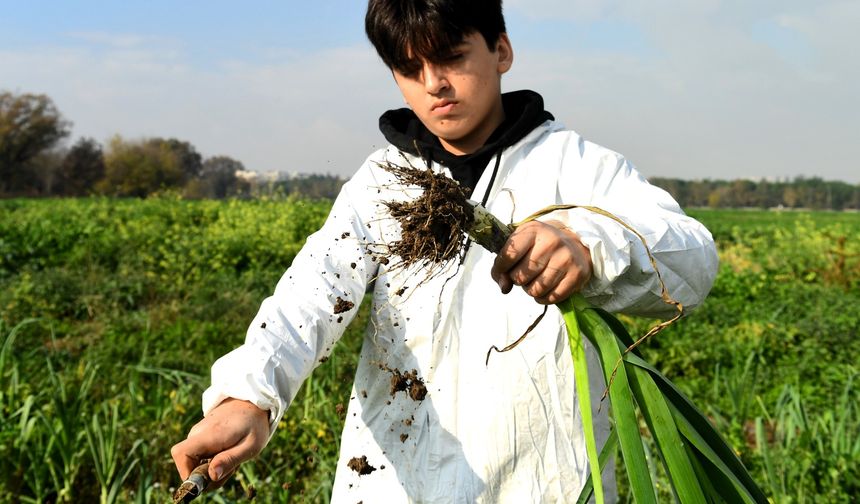 Osmangazi’de pırasa hasadıyla doğallık sofralara taşınıyor