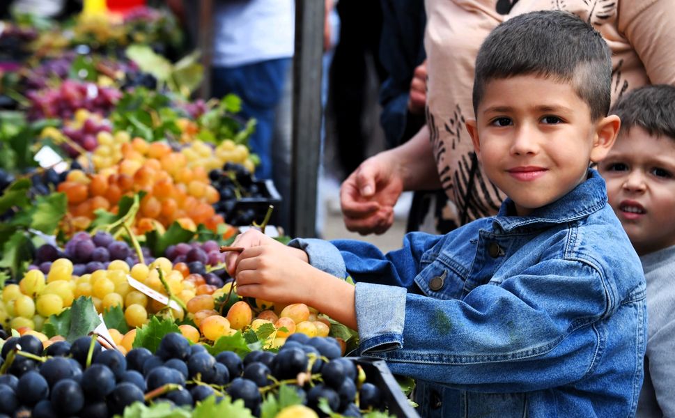 Osmangazi’nin en güzel üzümleri seçildi